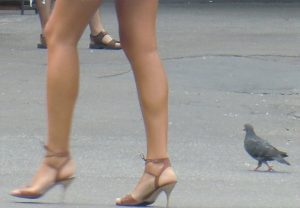 Belgrade-bird-4